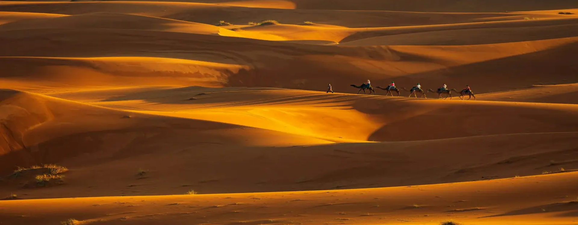 Camel caravan crossing the golden sand dunes of Merzouga Sahara Desert in Morocco